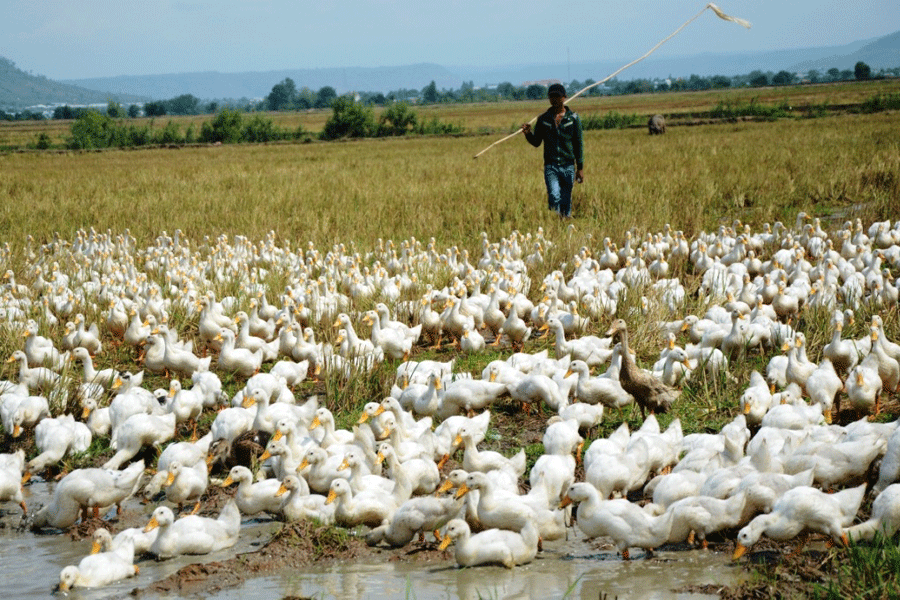 chan nuoi vit tai hai phong
