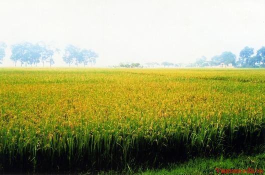 Canh dong lua chin
